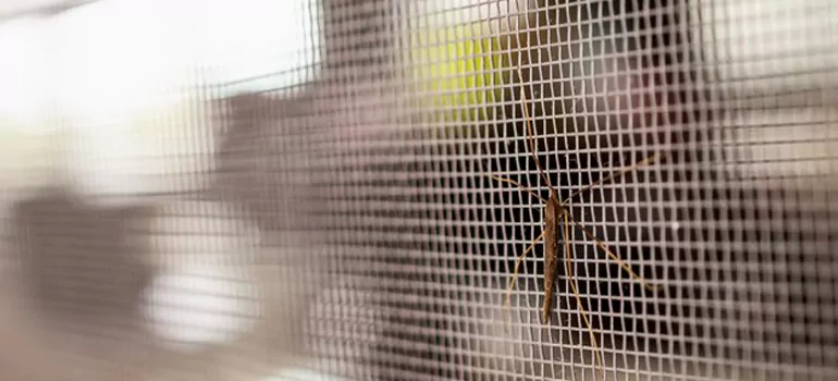 Repair Mosquito Mesh For Windows in Valrico, FL